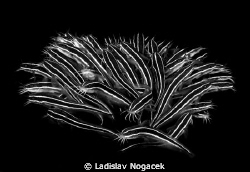 hurt for you by Ladislav Nogacek 
